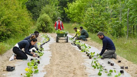 Le projet « Nantes, Paysages nourriciers », mené par la ville, a amené le service des espaces verts de la ville à planter 25 000 M2 de légumes. © Ville de Nantes - Stéphane Menoret